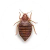 Bed_Bug_400x400