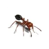 Ant_White_400x400